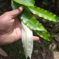 Calophyllum bracteatum Thwaites